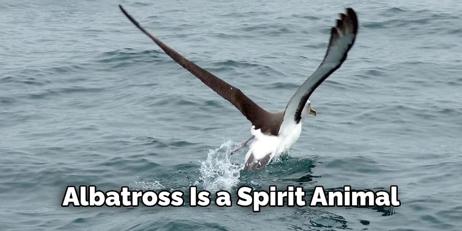 Albatross Is a Spirit Animal