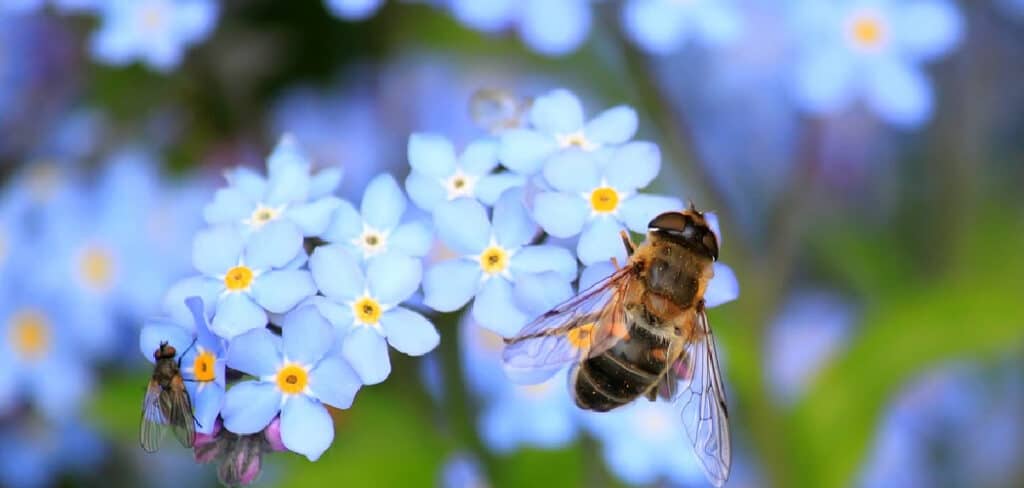 Bee Spiritual Meaning,
