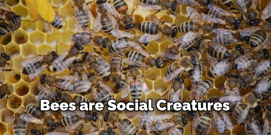 Bees are social creatures