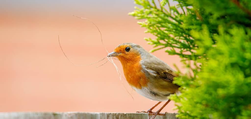 Biblical Meaning of Robin