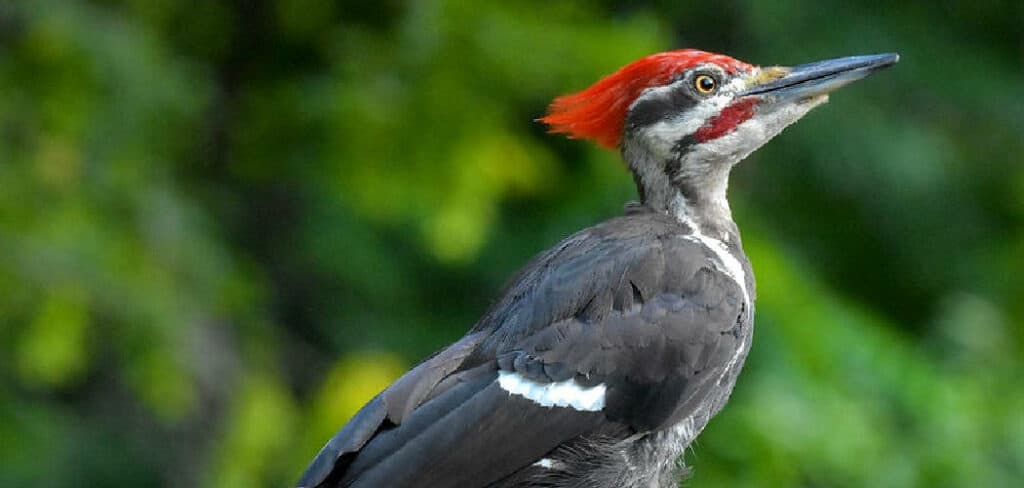 Biblical Meaning of Woodpecker