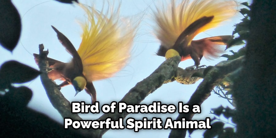 Bird of Paradise Is a Powerful Spirit Animal