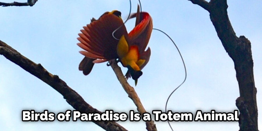  Birds of Paradise Is a Totem Animal