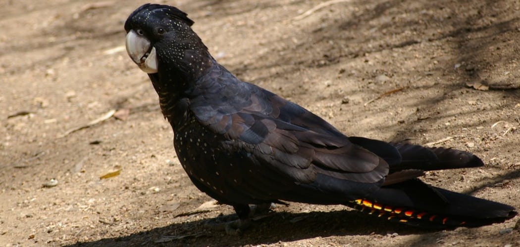 Black Cockatoo Meaning