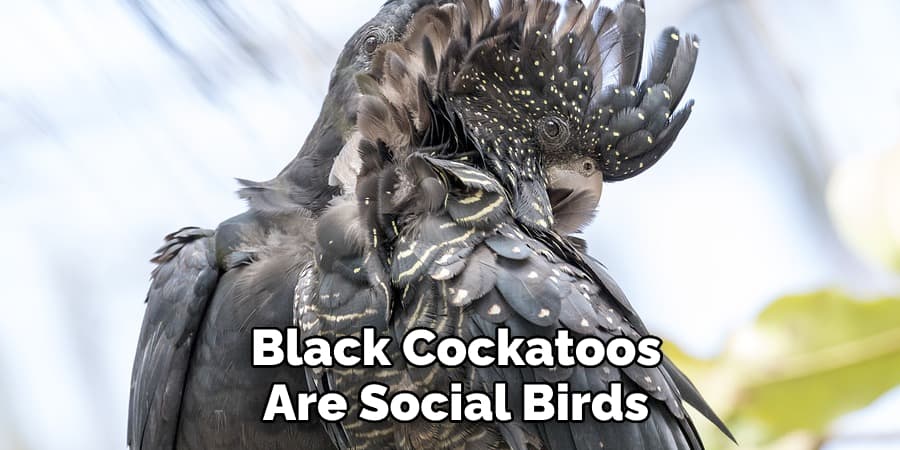 Black Cockatoos Are Social Birds