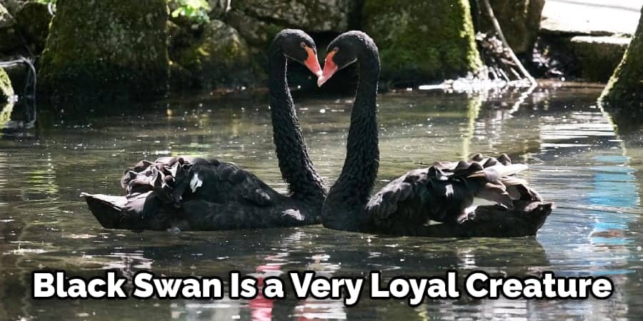 Black Swan Is a Very Loyal Creature