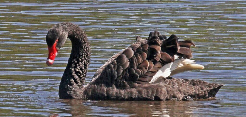 Black Swan Spiritual Meaning
