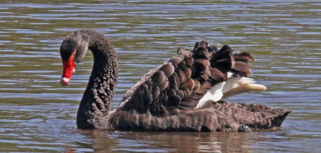 Black Swan Spiritual Meaning, Symbolism, and Totem Explained