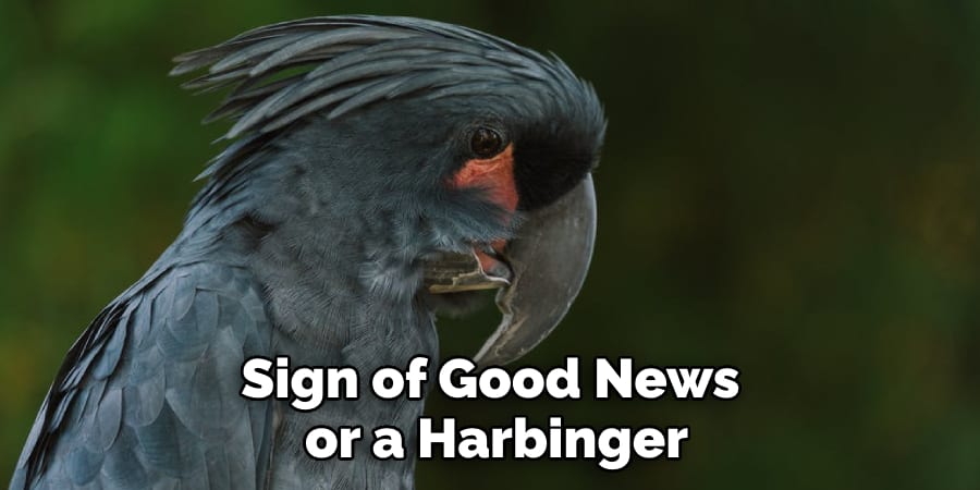 Black cockatoos are curious birds