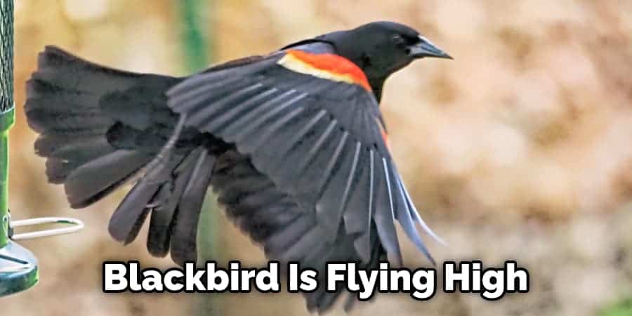 Blackbird Is Flying High