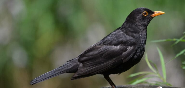 blackbird-meaning-bible-with-symbolism-and-totem-2022