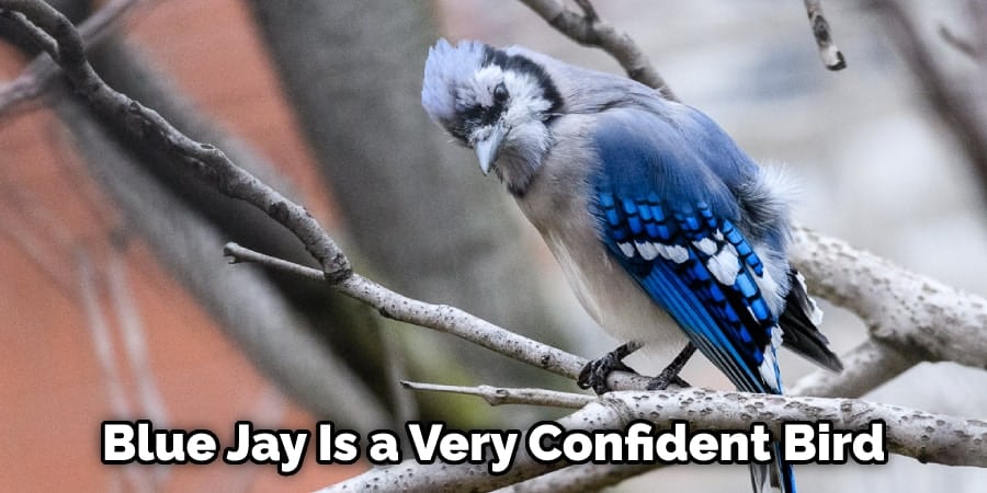 Blue Jay Is a Very Confident Bird