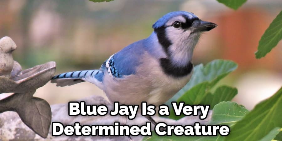 Blue Jay Is a Very Determined Creature