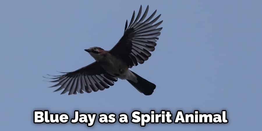 Blue Jay as a Spirit Animal