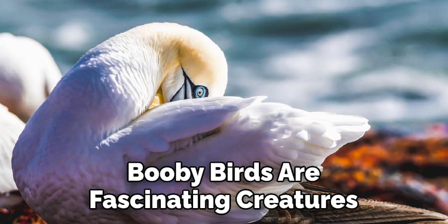 Booby Birds Are Fascinating Creatures