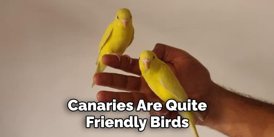  Canaries Are Quite Friendly Birds