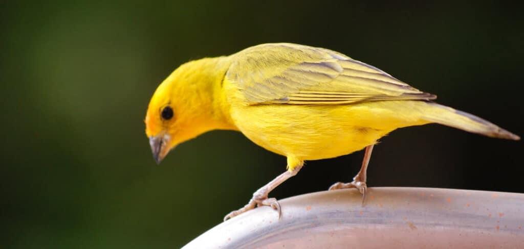 Canary Spiritual Meaning