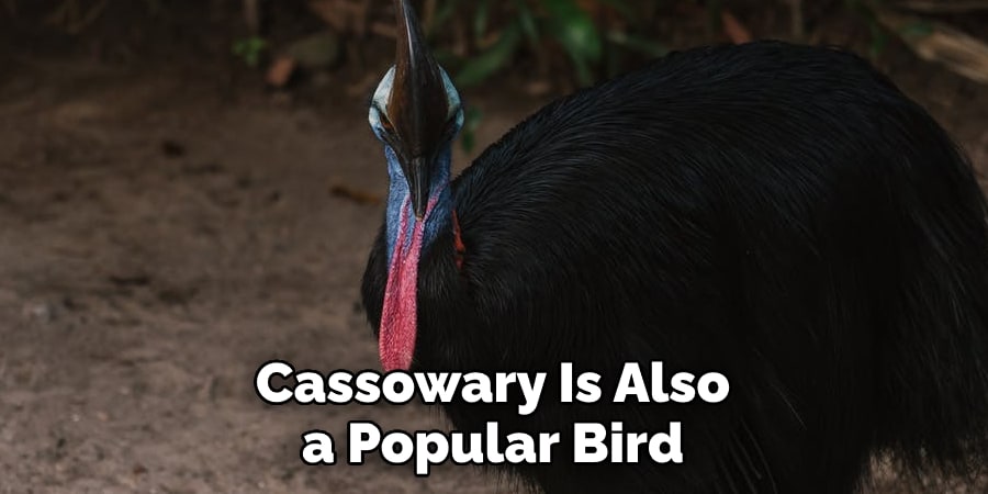 Cassowary Is Also a Popular Bird