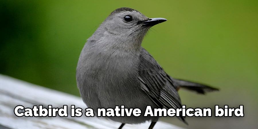 Catbird is a native American bird