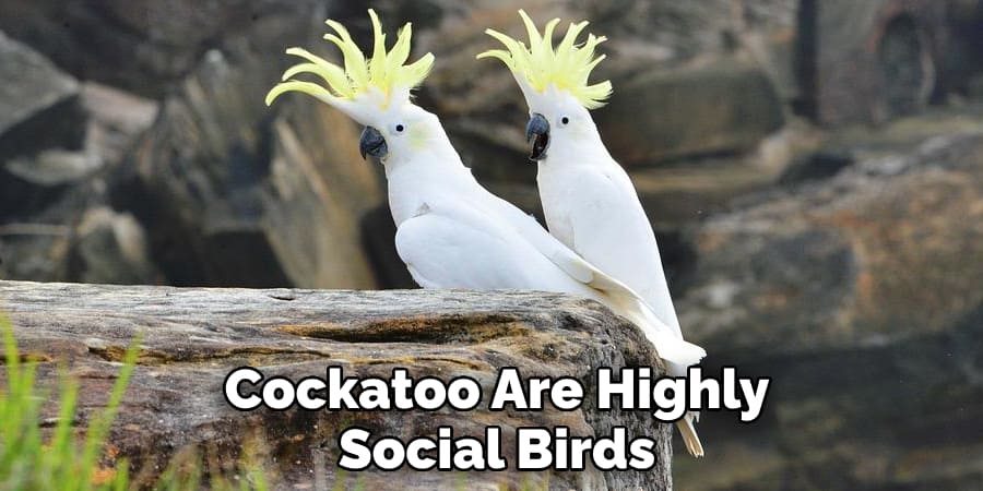 Cockatoo Are Highly Social Birds