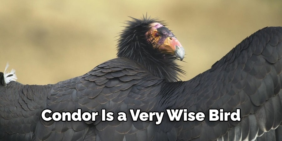 Condor Is a Very Wise Bird