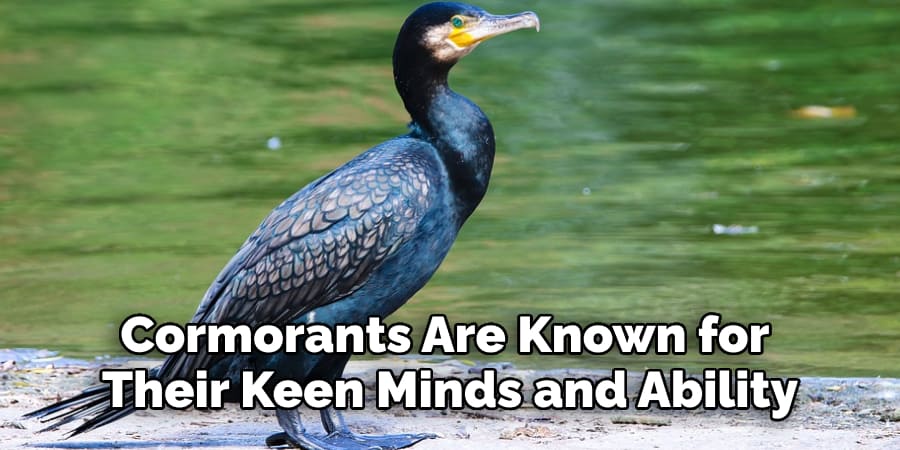 Cormorants Are Known for Their Keen Minds and Ability