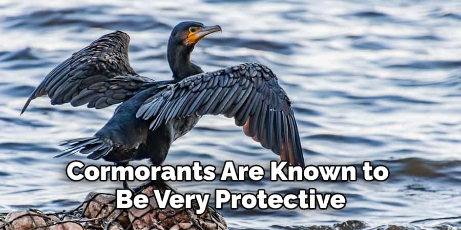 Cormorants Are Known to Be Very Protective