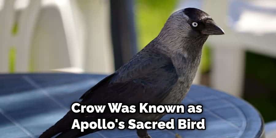 Crow Was Known as  Apollo's Sacred Bird