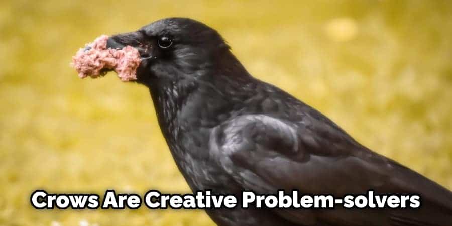 Crows Are Creative Problem-solvers