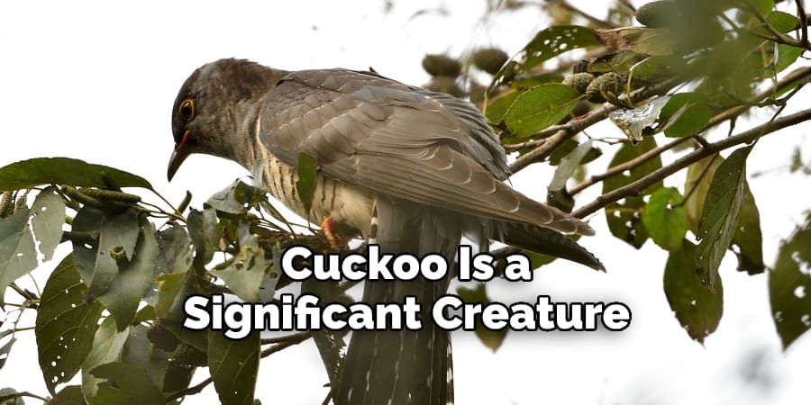 Cuckoo Is a  Significant Creature