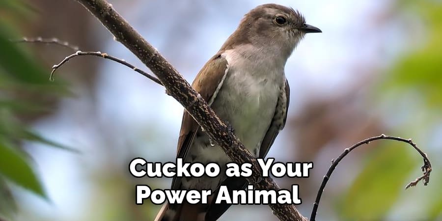 Cuckoo as Your Power Animal