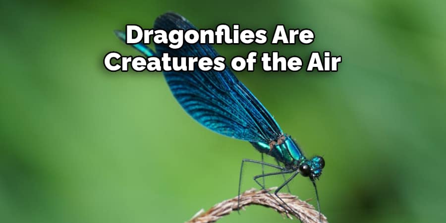 Dragonflies Are Creatures of the Air