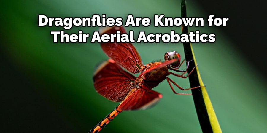 Dragonflies Are Known for 
Their Aerial Acrobatics