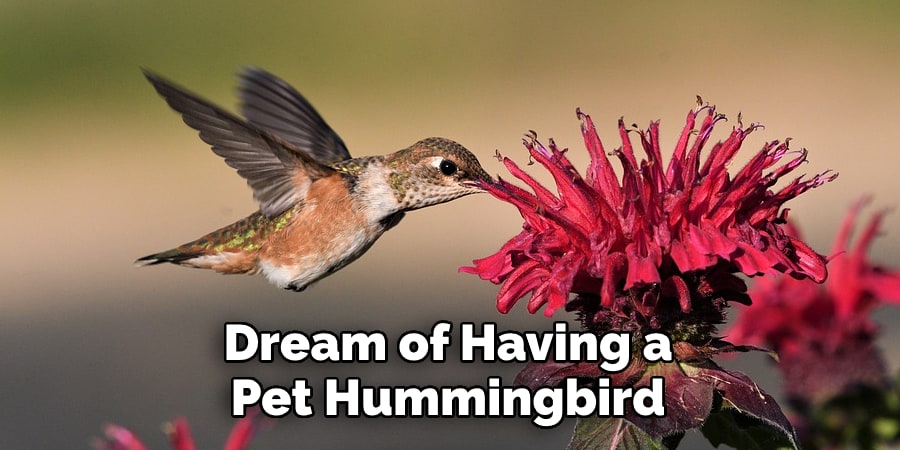 Dream of Having a  Pet Hummingbird