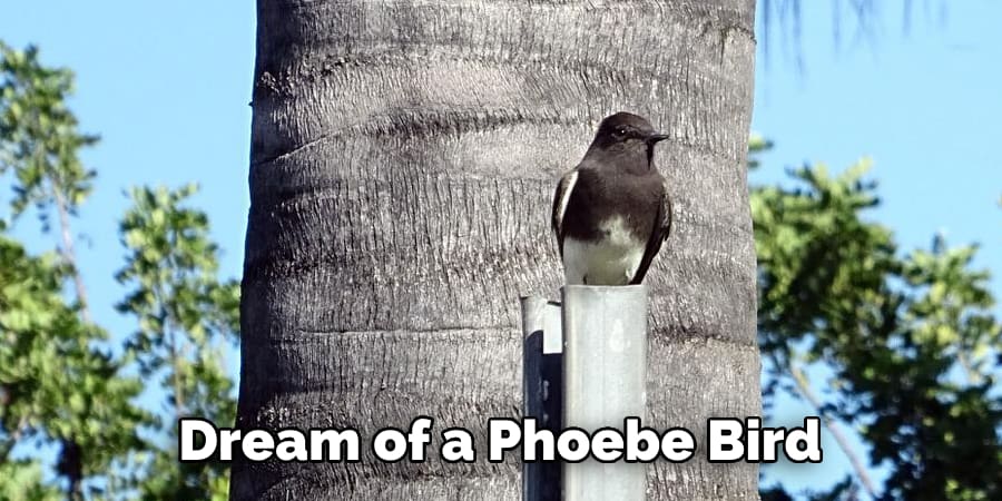 Dream of a Phoebe Bird