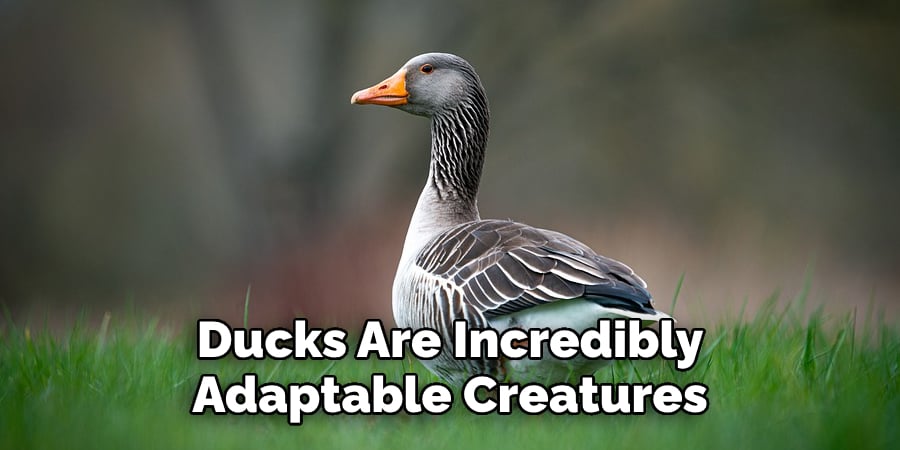 Ducks Are Incredibly Adaptable Creatures