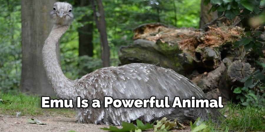 Emu Is a Powerful Animal