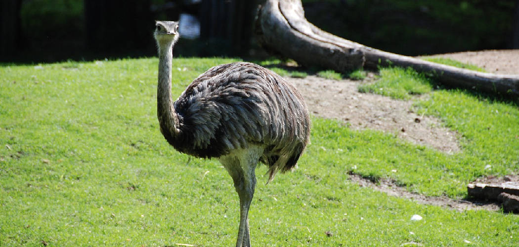 Emu Spiritual Meaning