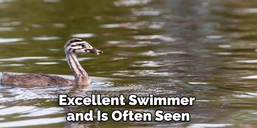 Excellent Swimmer and Is Often Seen