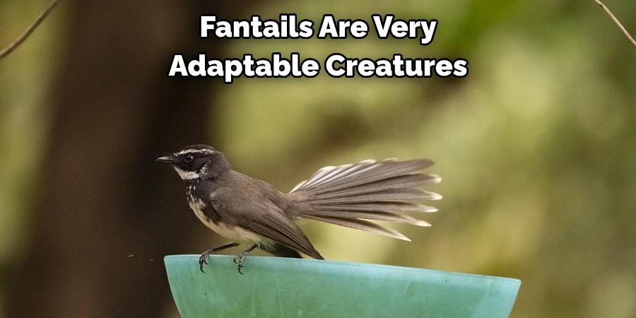 Fantails Are Very Adaptable Creatures