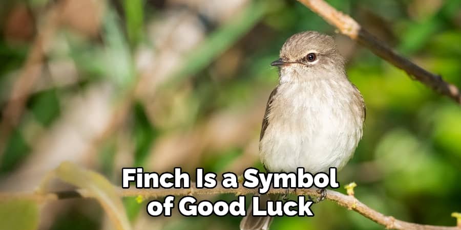  Finch Is a Symbol of Good Luck