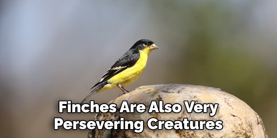 Finches Are Also Very  Persevering Creatures