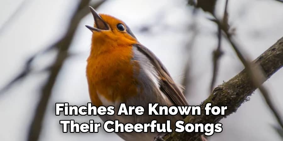 Finches Are Known for  Their Cheerful Songs