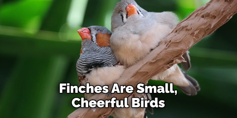 Finches Are Small, Cheerful BirdsFinches Are Small, Cheerful Birds