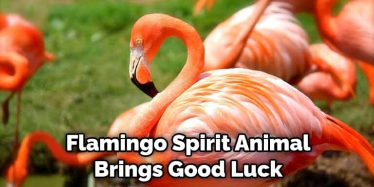 Meaning Of Flamingo In Yard With Symbolism And Totem (2022)