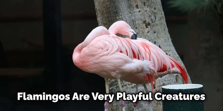 Flamingos Are Very Playful Creatures