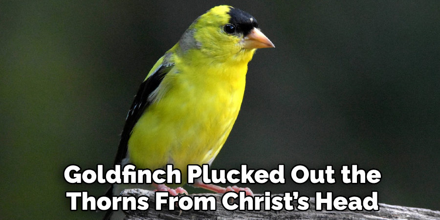 Goldfinch Plucked Out the Thorns From Christ’s Head