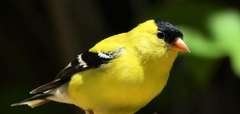 primal astrology goldfinch