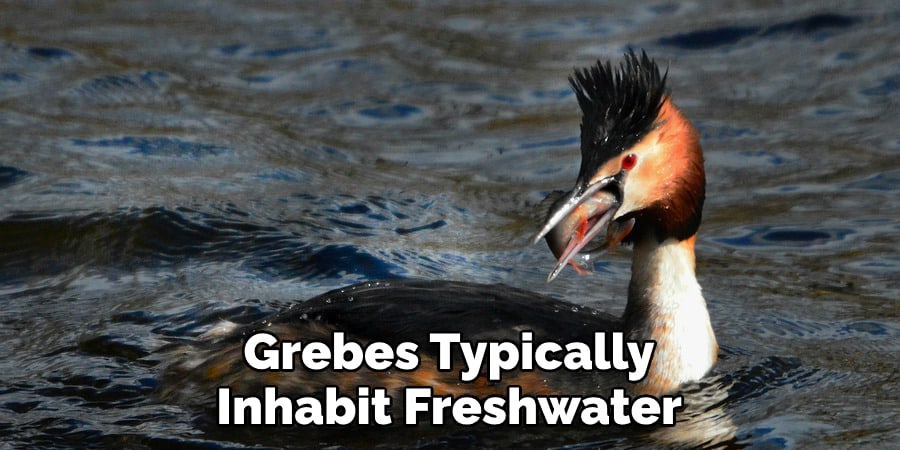Grebes Typically Inhabit Freshwater
