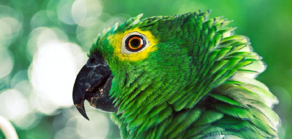 Green Bird Spiritual Meaning